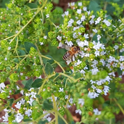 Билкова вода за уста Dr. Chris Organics®